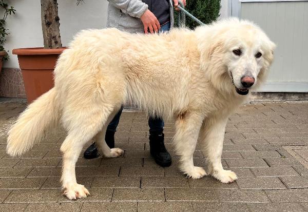 RAMBO BELLISSIMO MAREMMANO Foto 2